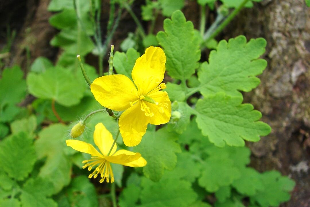 Celandine fű - hatékony népi gyógymód a lábgomba ellen